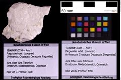 Foto (Objekt + Etiketten) von Diogenidae indet. (NHMW-GEO-1990-0041-0334)